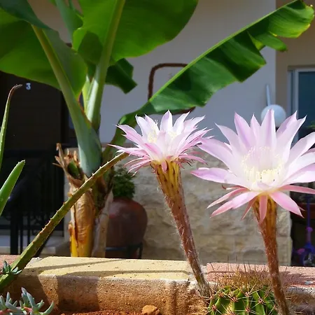 Astrofegia Near The Sea 4* Agia Marina (Northern Cyprus)