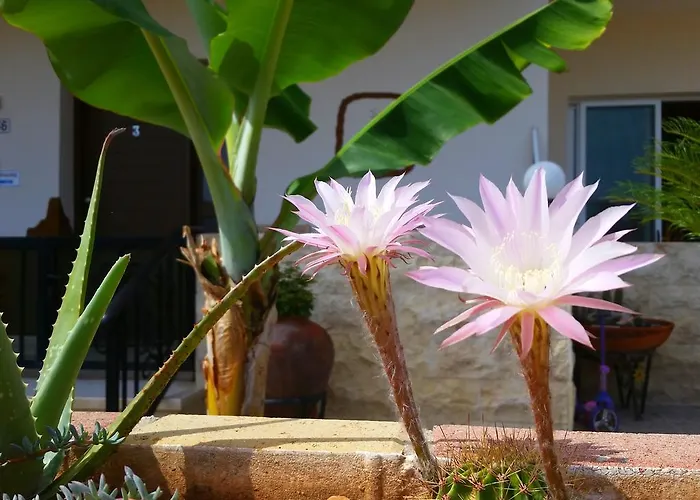 Astrofegia Near The Sea 4* Agia Marina (Northern Cyprus)